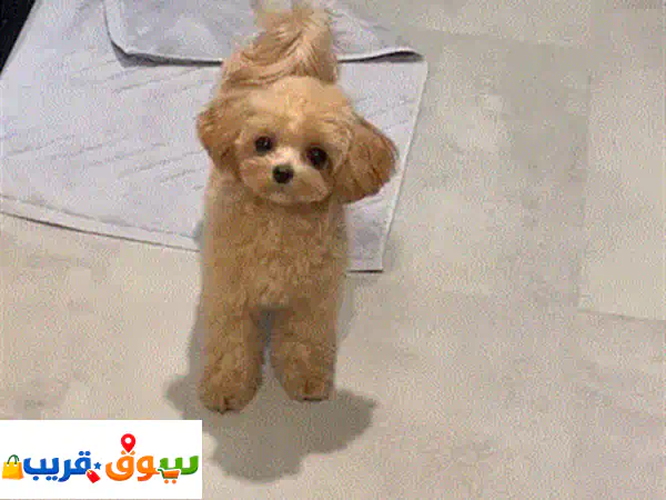 جرو يوركشاير أصيل ومدرب منزليًا | رفيق عائلتك المثالي ومجهز بالكامل!