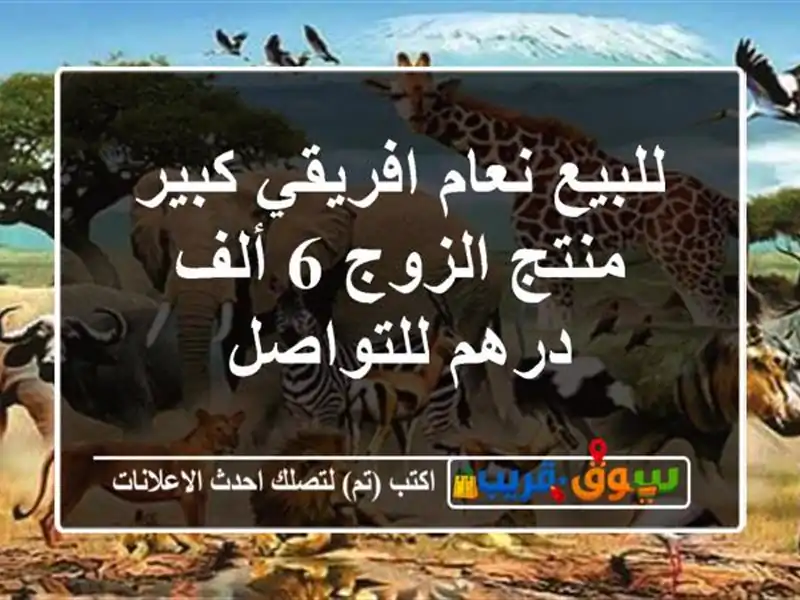للبيع نعام افريقي كبير منتج الزوج 6 ألف درهم للتواصل