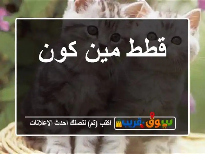 قطط مين كون
