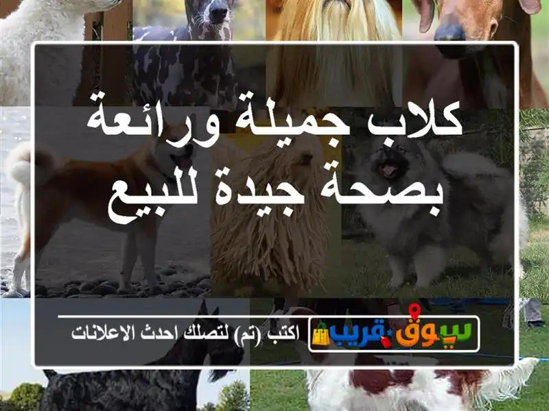 كلاب جميلة ورائعة بصحة جيدة للبيع