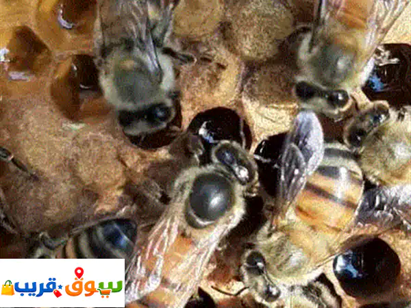 الشمال عكا