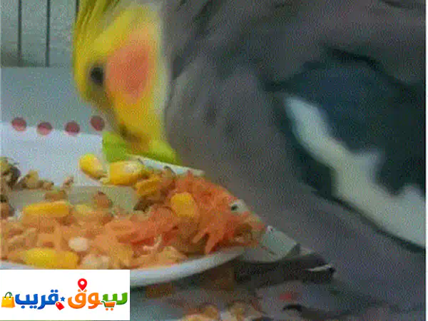 cocktail bird