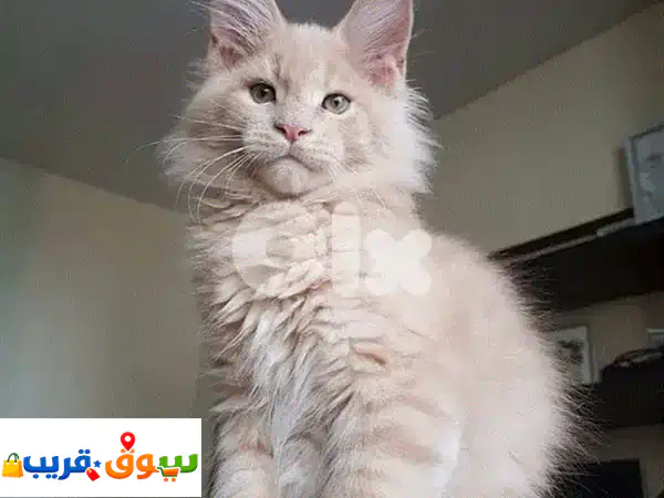 أجمل قطط ماين كون كريمي مستوردة للبيع 🐾 ذكور وإناث...