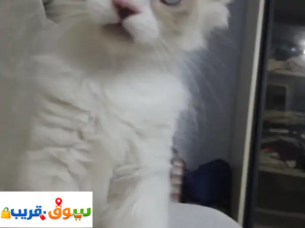عمرهم كيتن شهرين تقريبا الحالة نشيطين،...