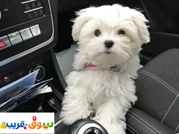 Cutest mini Bichon Maltese puppy available nowu002 F Dog u002 F كلب u002 F كلاب