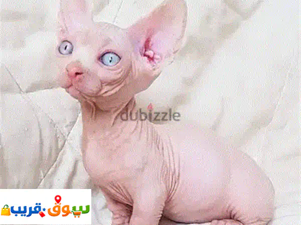أجمل قطط ماين كون كريمي مستوردة للبيع 🐾 ذكور وإناث | شهرين | مطعمة ومدربة