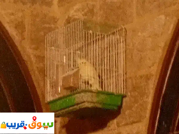 cocktail bird