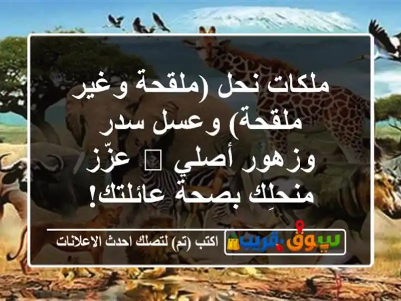 ملكات نحل (ملقحة وغير ملقحة) وعسل سدر وزهور أصلي...