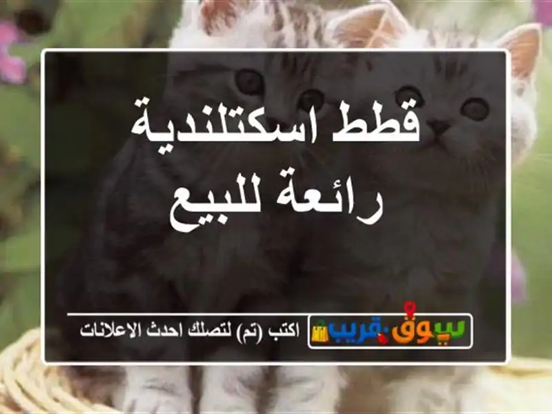 قطط اسكتلندية رائعة للبيع