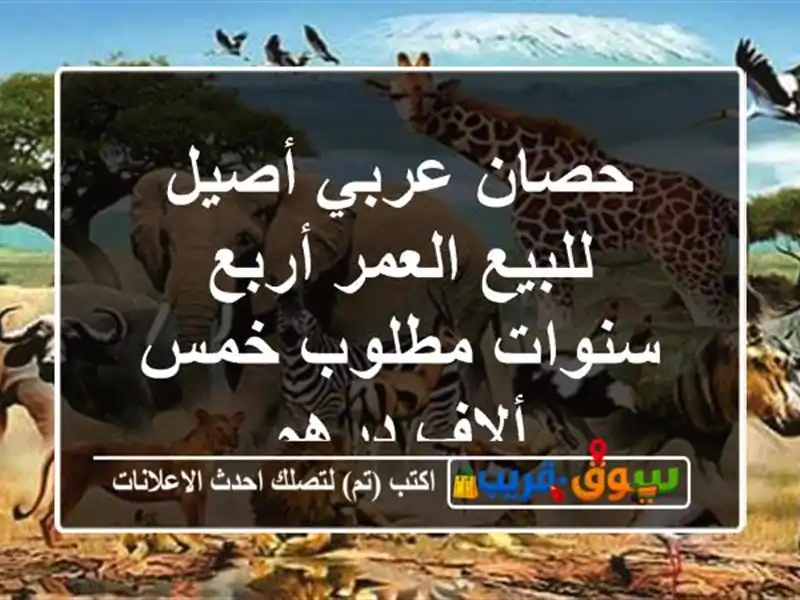 حصان عربي أصيل للبيع العمر أربع سنوات مطلوب خمس...