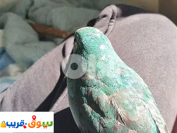 فرصة لا تُعوّض: كاكاريكي مروض وأليف للبيع | مع أقفاصه ومستلزماته كاملة!
