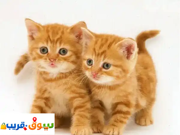 قط بريتش شورت هير جنجر أصيل | لون فريد ونادر متوفر...