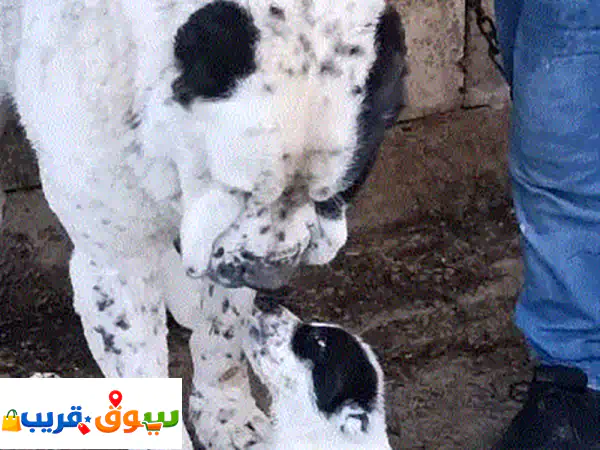 الاباي العملاق الأصيل: ذكر بجودة فائقة من كازاخستان – جاهز لمنزلكم!