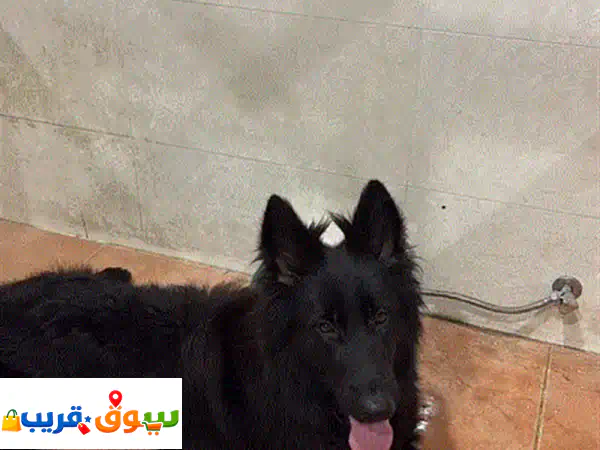 رفيقة أحلامك تنتظرك! جيرمن شيبرد أنثى أصيلة للبيع -...