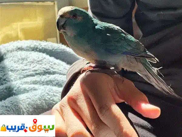 فرصة لا تُعوّض: كاكاريكي مروض وأليف للبيع | مع...