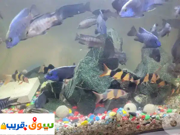 سيكليد أفريقي طاووس: ألوان مبهرة وحجم مثالي (10-12 سم)...