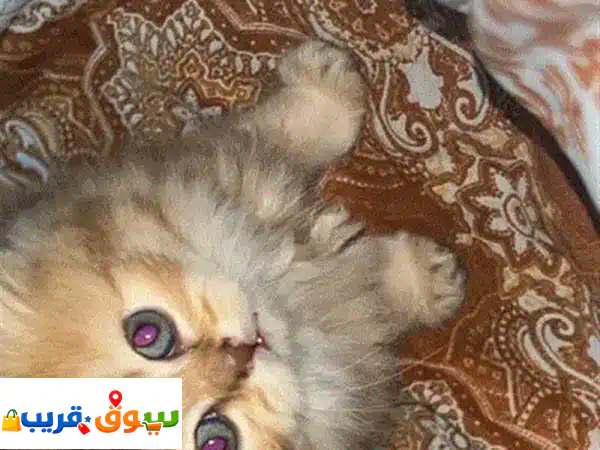 للبيع 😻 قطة بريتيش شورتهير أنثى رائعة (Chai) - ودودة، مرحة، معقمة ومدربة | تواصل واتساب!