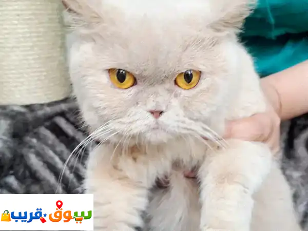 للبيع 😻 قطة بريتيش شورتهير أنثى رائعة (Chai) -...