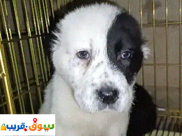 الاباي العملاق الأصيل: ذكر بجودة فائقة من كازاخستان...