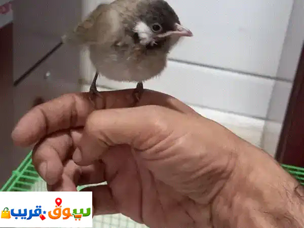 Bahraini bulbul for sale