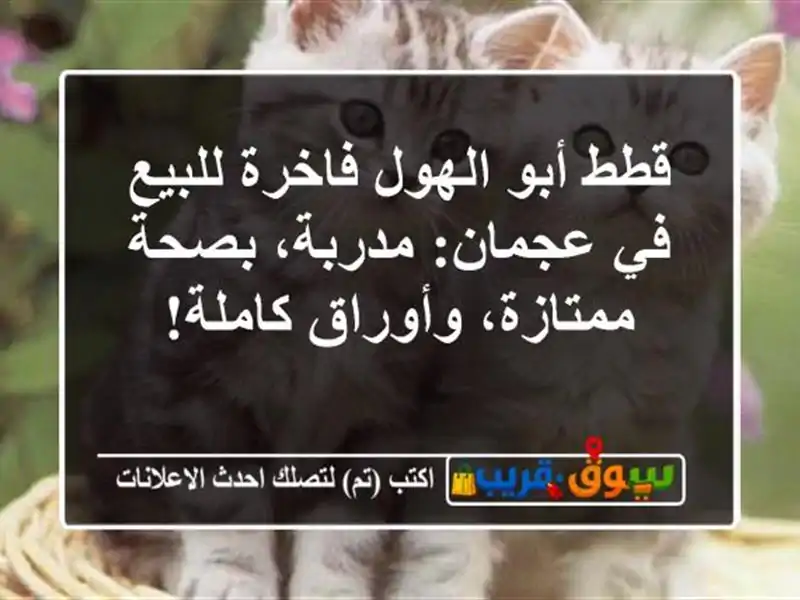 قطط أبو الهول فاخرة للبيع في عجمان: مدربة،...