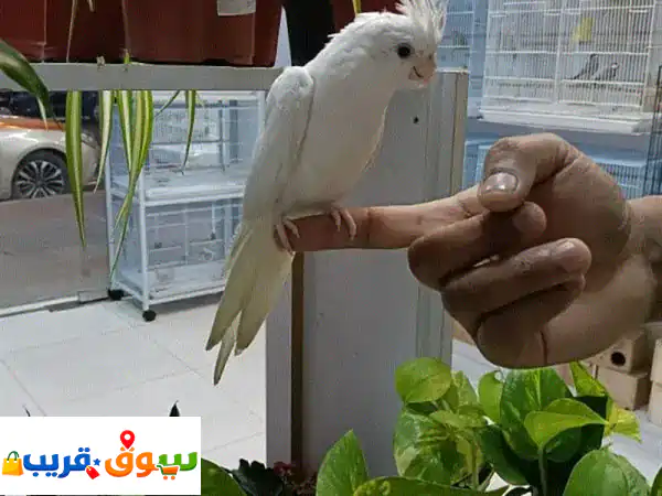 ببغاء كوكتيل ألبينو أحمر العين أليف ومدرب بالكامل...