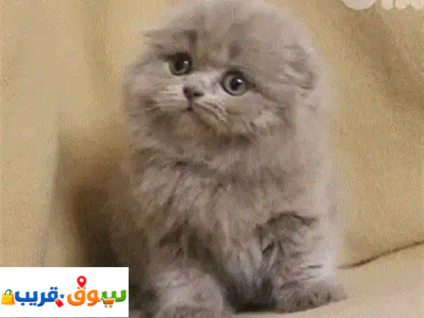 قطة سكوتش فولد ليلكي ساحرة للبيع | صغيرة، لعوبة، ومثالية للعائلات! (توصيل متاح)