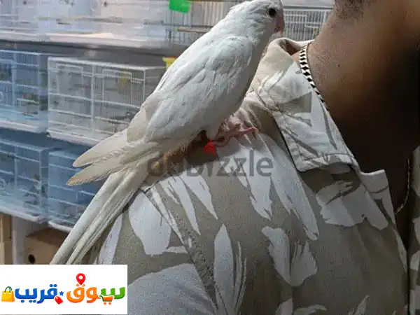 ببغاء كوكتيل ألبينو أحمر العين أليف ومدرب بالكامل | صحة ممتازة وسعر مميز!