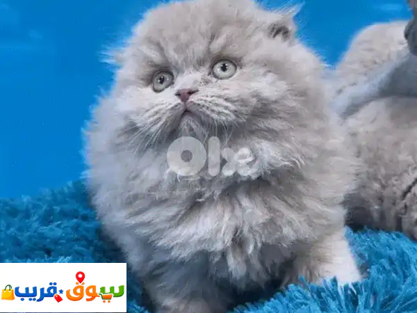 قطة سكوتش فولد ليلكي ساحرة للبيع | صغيرة،...