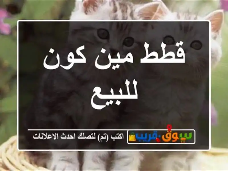 قطط مين كون للبيع