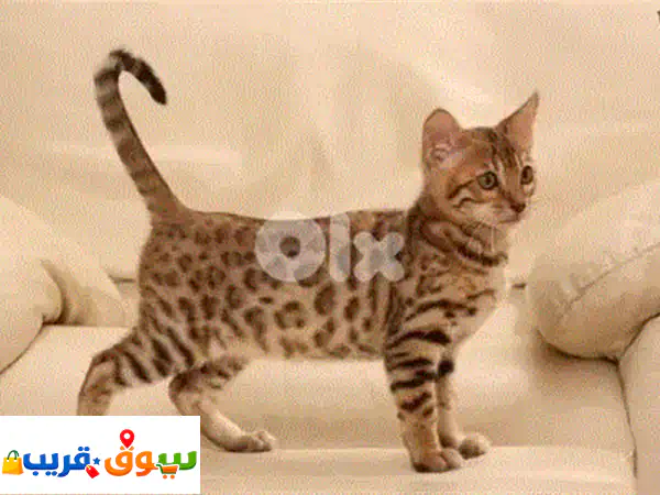 Ragdoll pure breed imported AVAILABLE