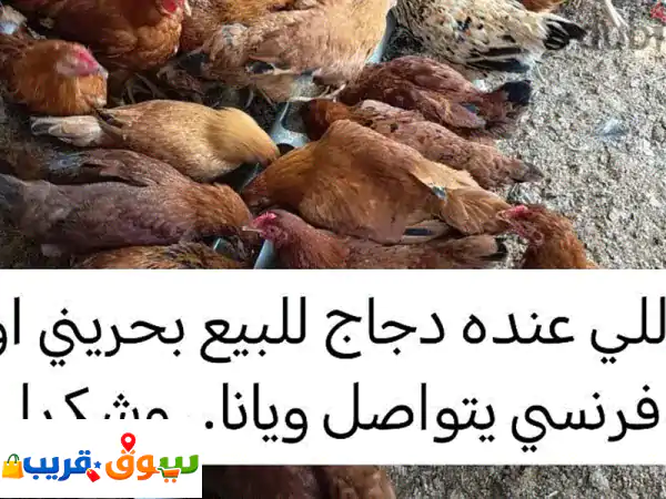 إذا عندك دجاج للبيع تواصل ويانا
