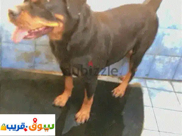 أنثى روت وايلر للبيع بعمر ٦ سنوات | رفيقة وفية...
