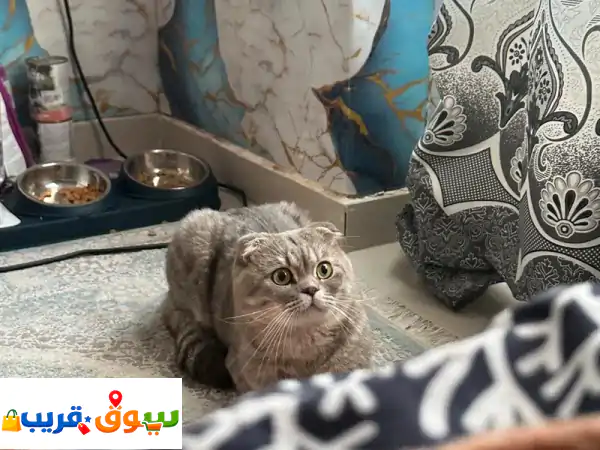 تبنى قط ذكر لطيف وودود: رفيقك المثالي ينتظرك...