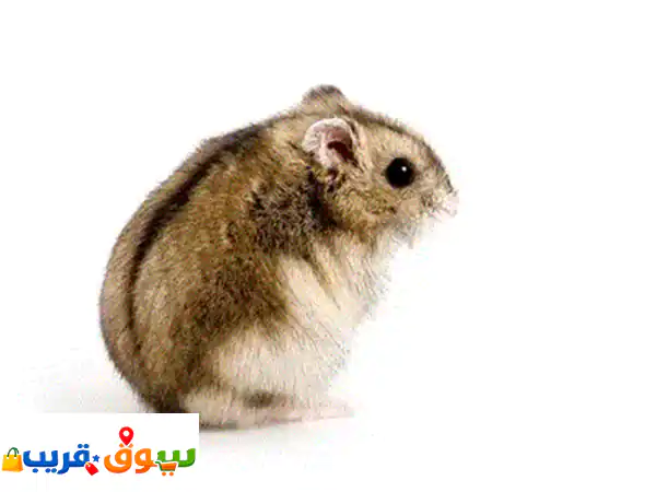 Hamster