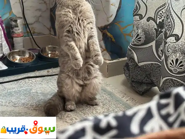 تبنى قط ذكر لطيف وودود: رفيقك المثالي ينتظرك لمنزل مليء بالحب!