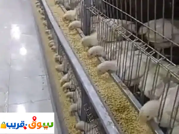 بطاريات دواجن وأرانب وحمام للبيع: الحل الأمثل...