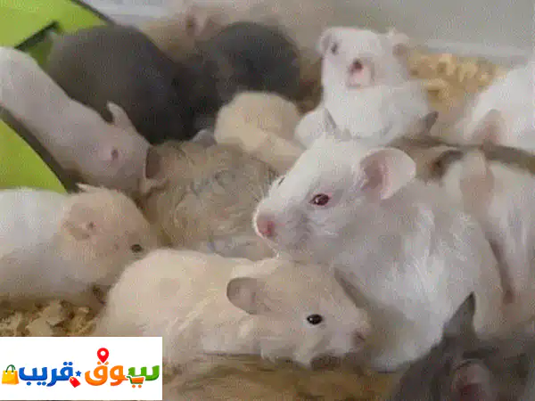 Hamster