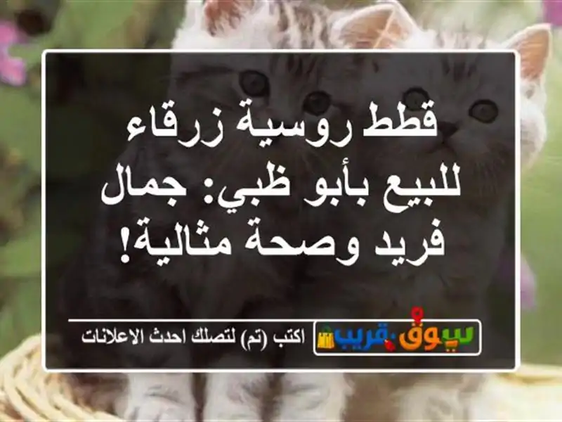 قطط روسية زرقاء للبيع بأبو ظبي: جمال فريد وصحة مثالية!