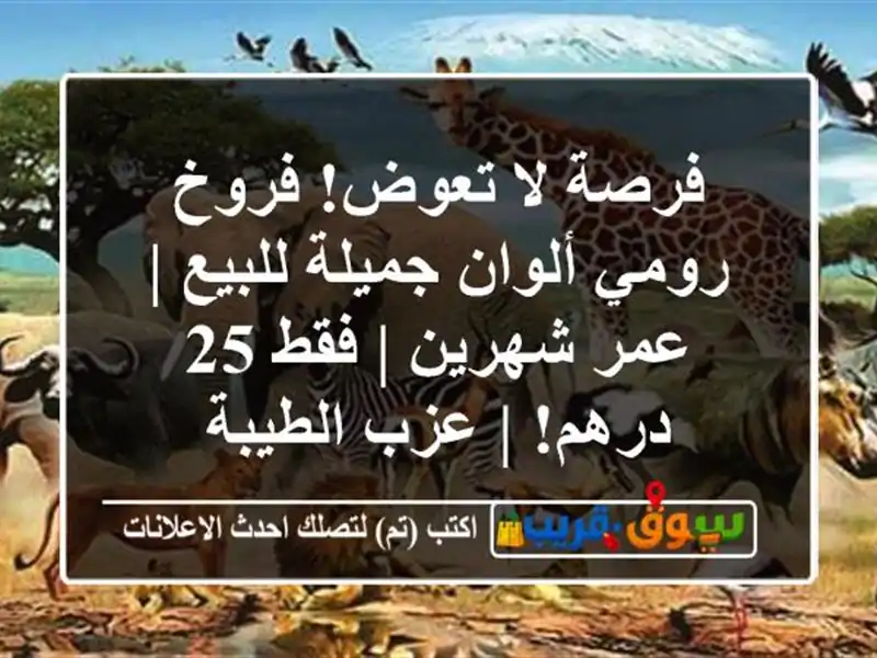 فرصة لا تعوض! فروخ رومي ألوان جميلة للبيع | عمر شهرين...