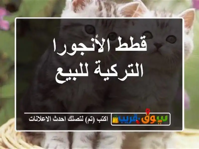 قطط الأنجورا التركية للبيع
