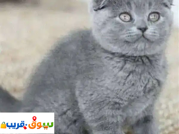 Scottish fold