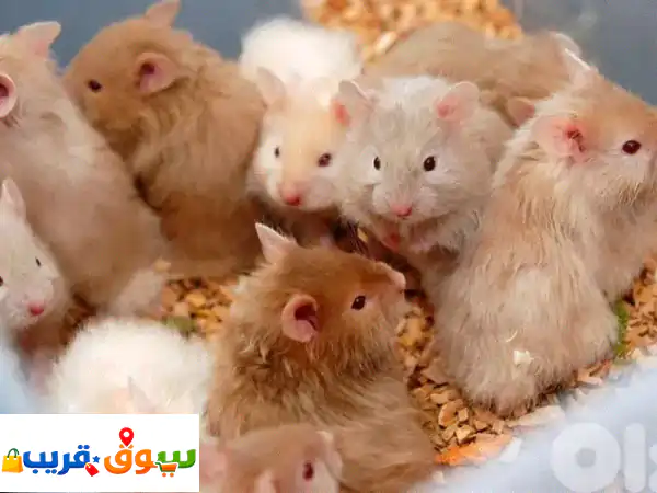 احصل على رفيقك الصغير: هامستر للبيع في نيو...