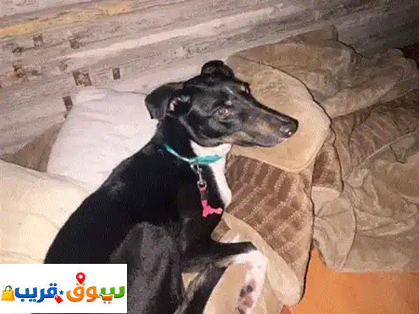 found a lost home dog in Juffair