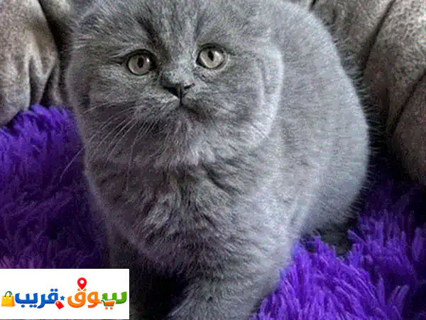 Scottish fold