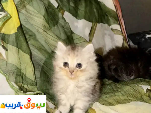 قطة سيبيرية لطيفة للبيع. عمرها 7 أسابيع، بصحة...