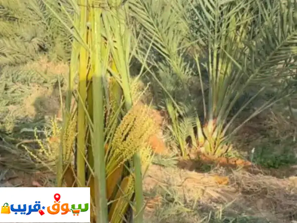 أفضل فروخ وفسايل النخيل: جميع الأنواع متاحة في كل أنحاء المملكة | استثمر بمزرعتك الآن!