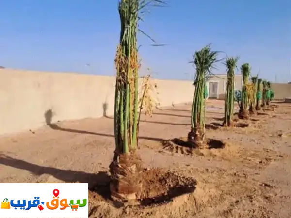 أفضل فروخ وفسايل النخيل: جميع الأنواع متاحة في...