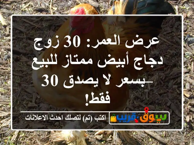 عرض العمر: 30 زوج دجاج أبيض ممتاز للبيع – بسعر لا يصدق...