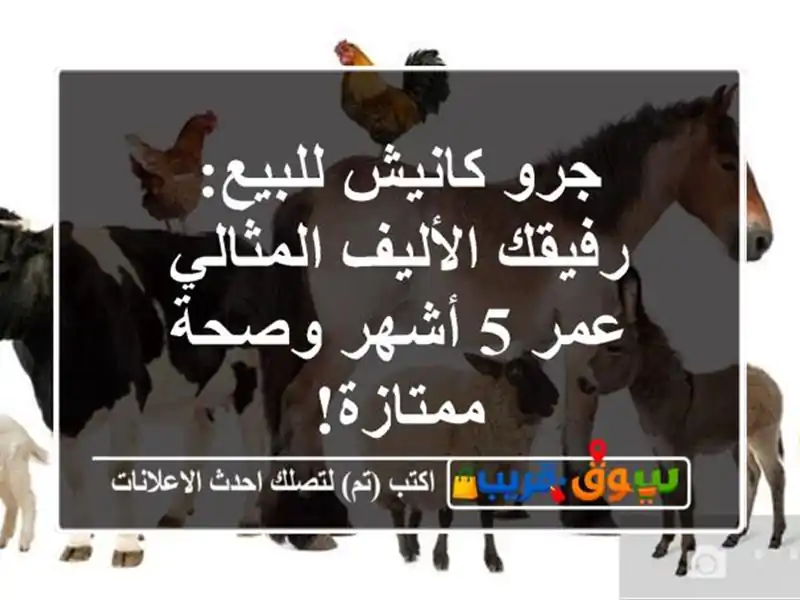 جرو كانيش للبيع: رفيقك الأليف المثالي - عمر 5 أشهر...